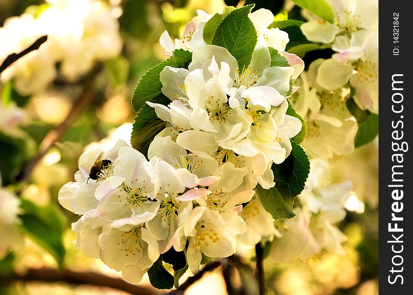 Apple Blossoms With A Bee At Sunset