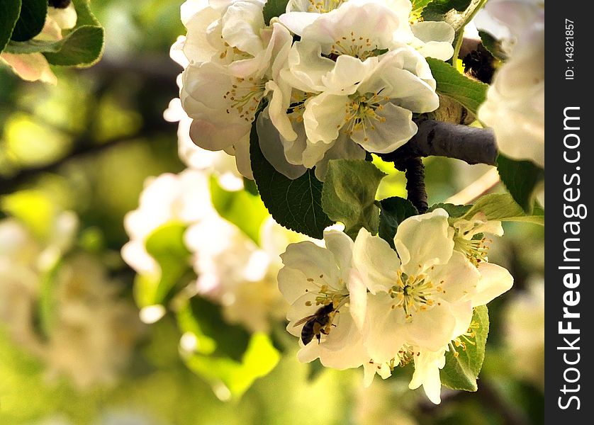 Apple blossoms in a garden with a bee. Warm shining colors. Apple blossoms in a garden with a bee. Warm shining colors