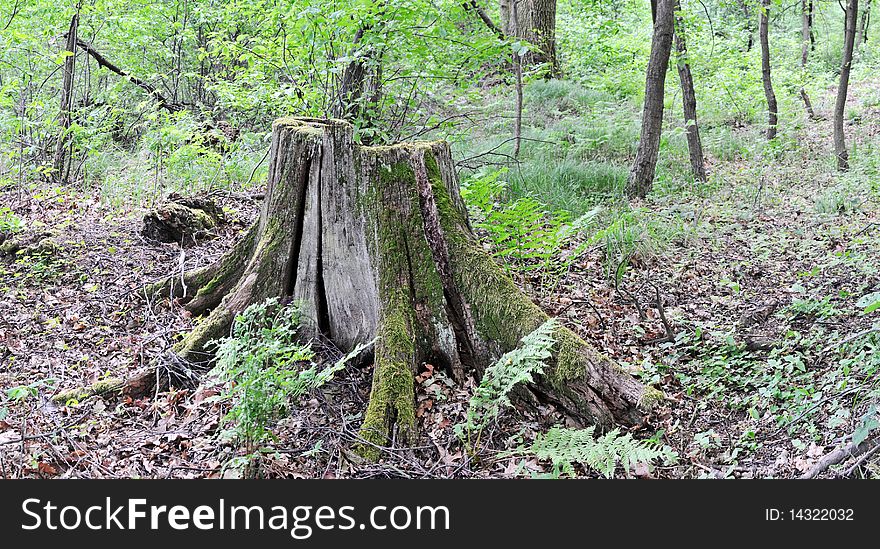 Old tree stump, panorama of four photos