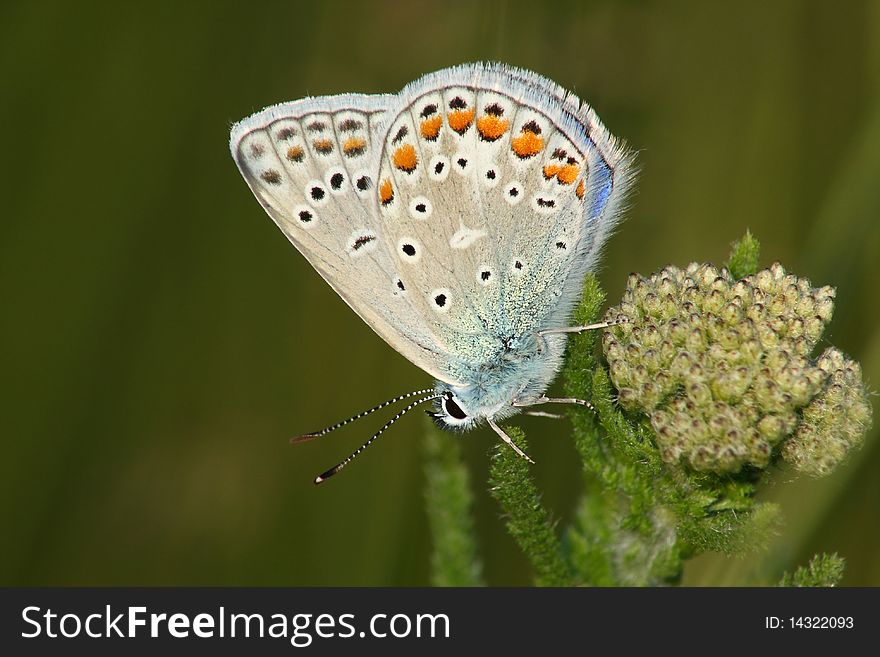 Butterfly (Lycaena icarus) rest in the plant