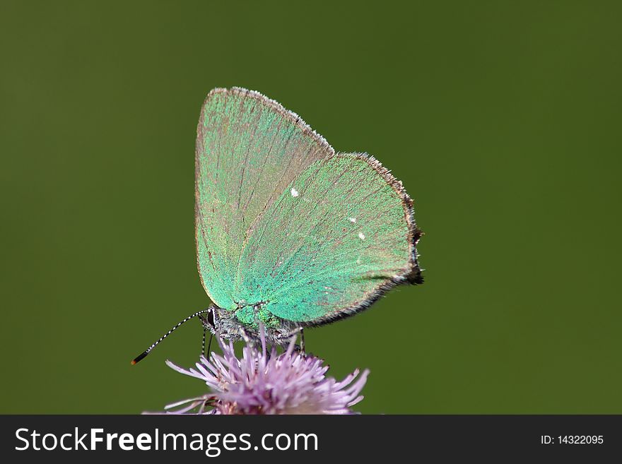 Butterfly (Calloryphus Rubi)