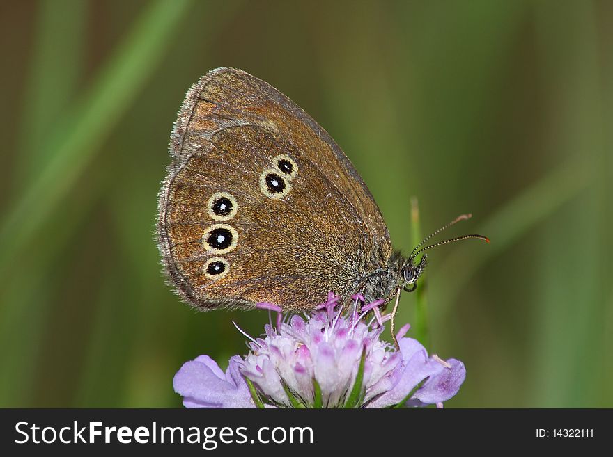 Day Butterfly (Satyrus)