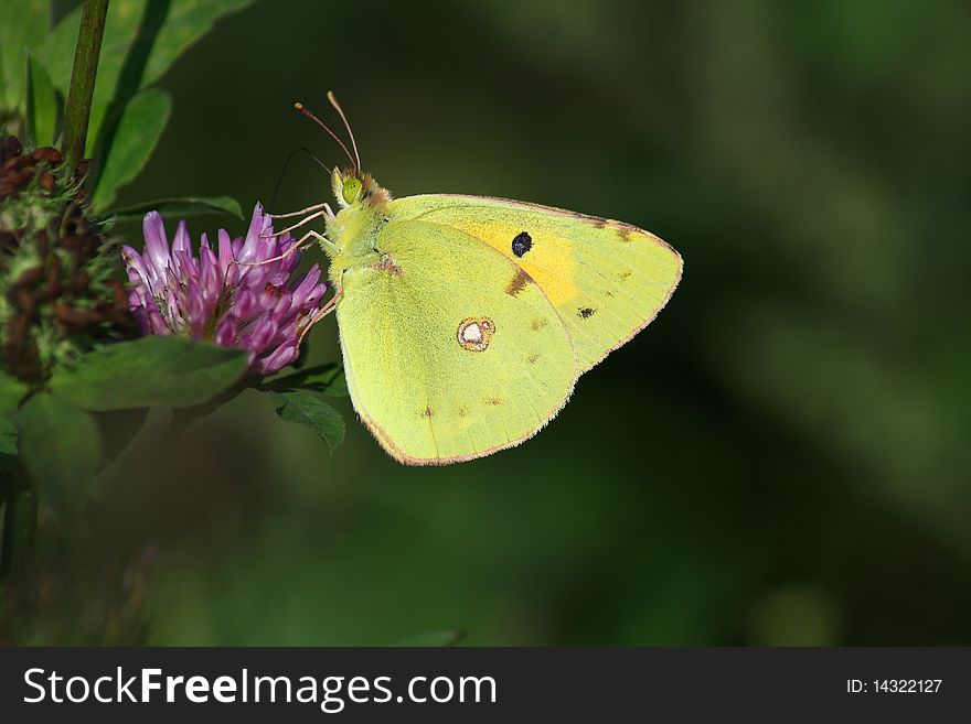 Butterfly (Colias crocea) rest in the flower