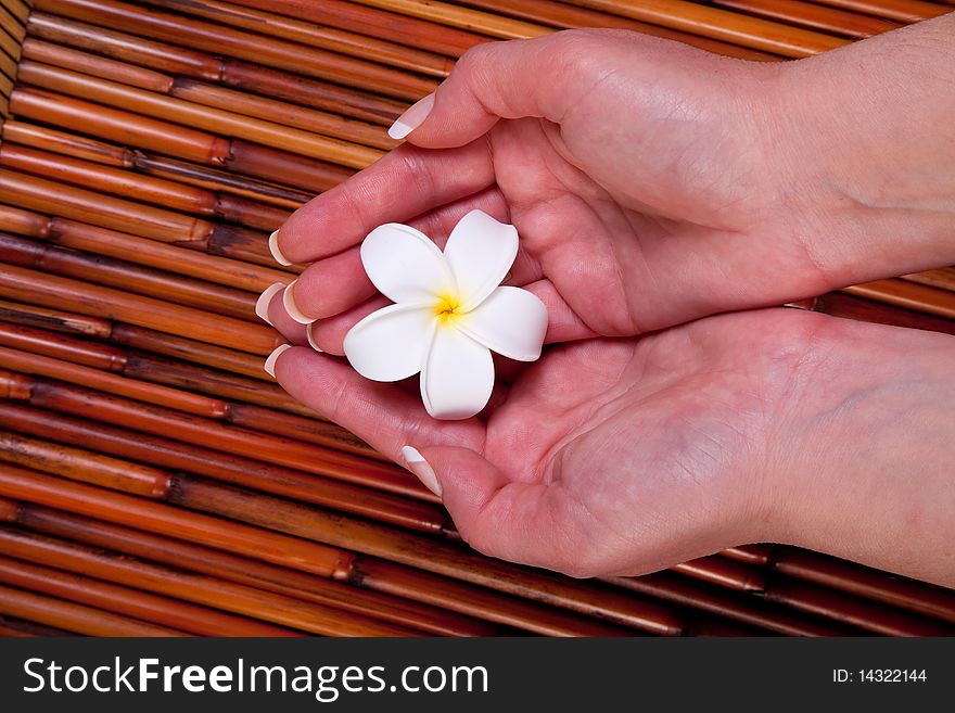 Woman's manicured hands holding plumeria. Woman's manicured hands holding plumeria