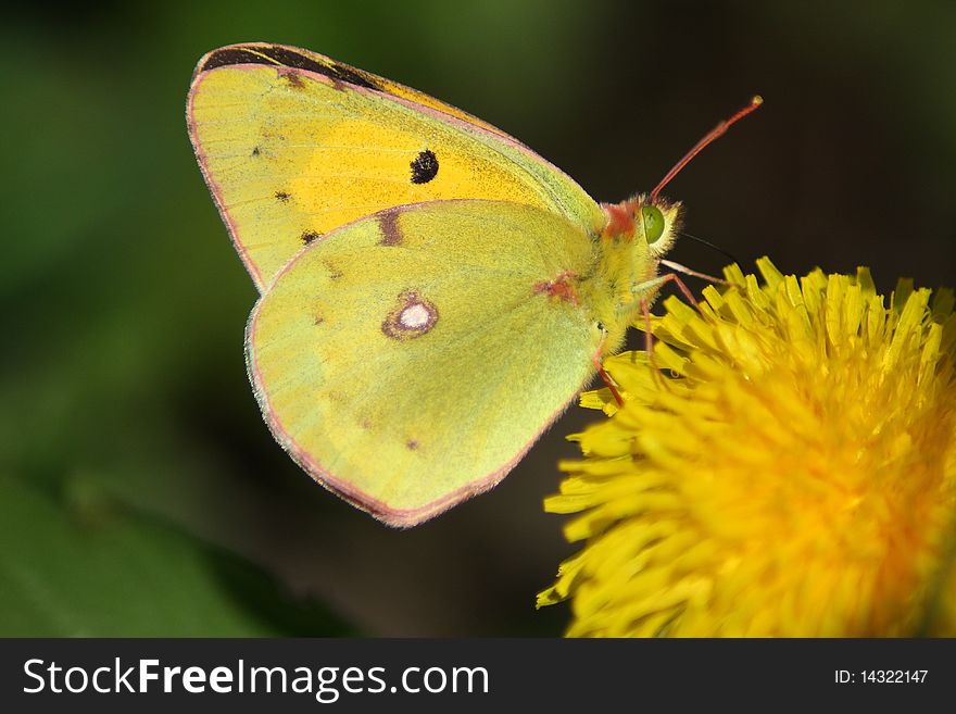 Butterfly (Colias crocea) rest in the flower