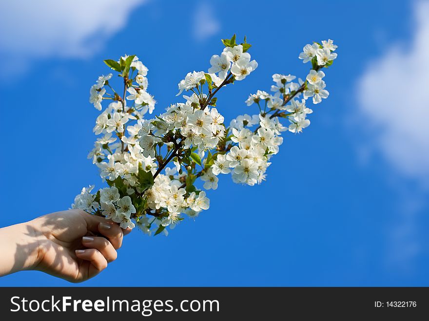 Flowering buds in the hand against the sky