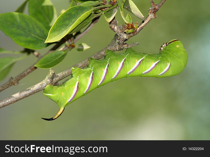 Hawk moth caterpillar (Sphinx ligustri) rest in the branch