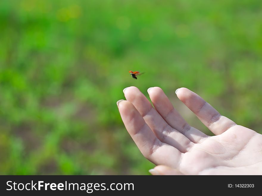 Ladybug flying from the hand. Ladybug flying from the hand