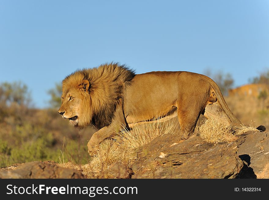 Discover wildlife in Namibia. Male lion at sunset. Discover wildlife in Namibia. Male lion at sunset.