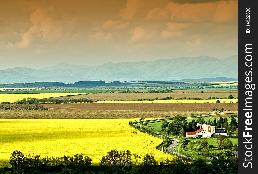 The coloured fields in spring