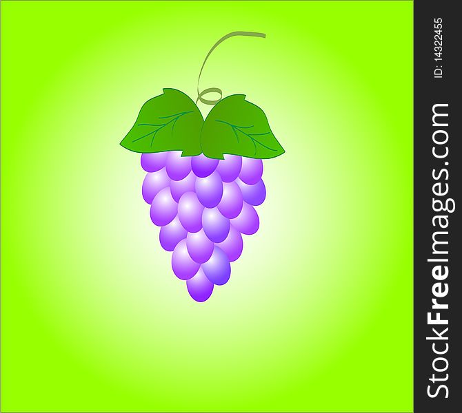Illustration- bunch of grapes isolated on a green-white background