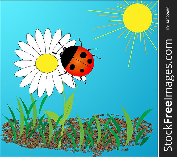 Illustration-ladybird on a daisy