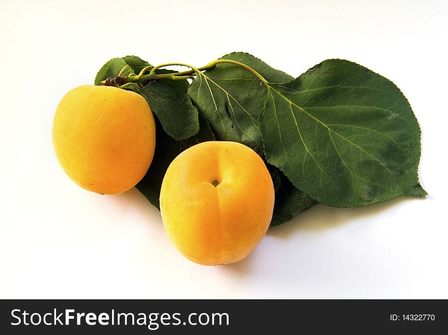 Apricot leaves on a white background