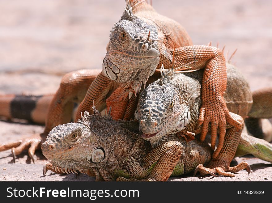 Three green iguanas in breeding season, mating. Three green iguanas in breeding season, mating