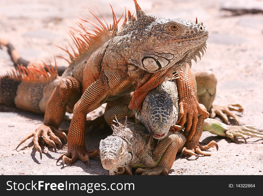 Three green iguanas in breeding season, mating. Three green iguanas in breeding season, mating