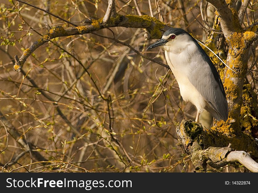 Black Crowned Night Heron on a branch