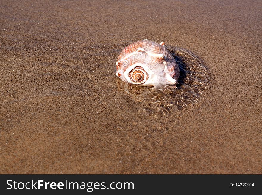 Seashell on the sandy beach