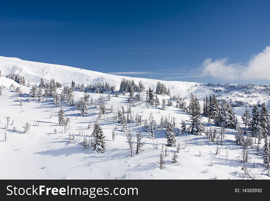 Snow Covered Trees