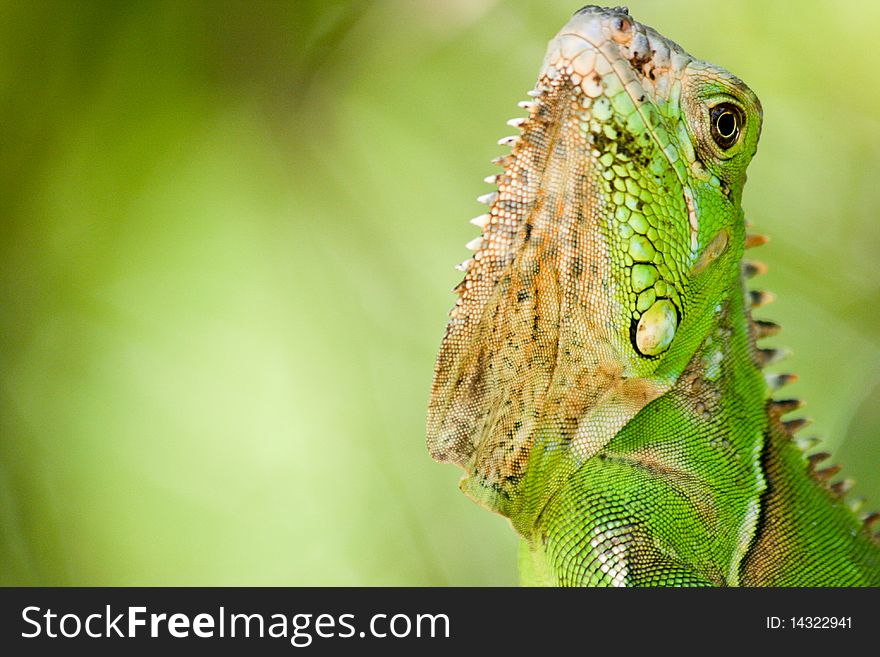 Portrait of a green iguana on a green background