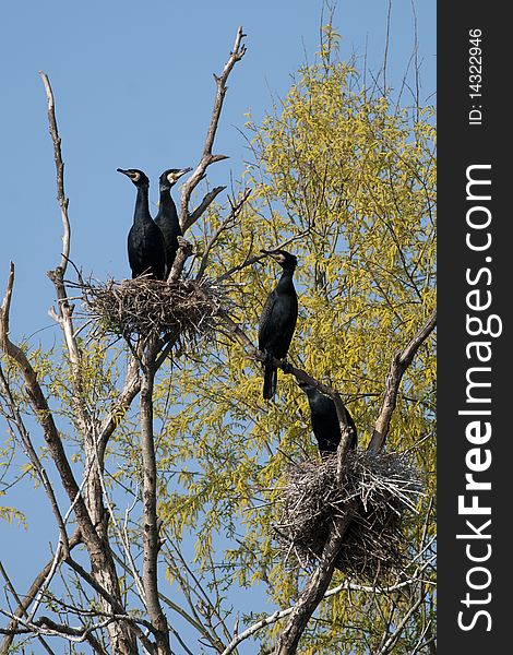 Great Cormorant Colony