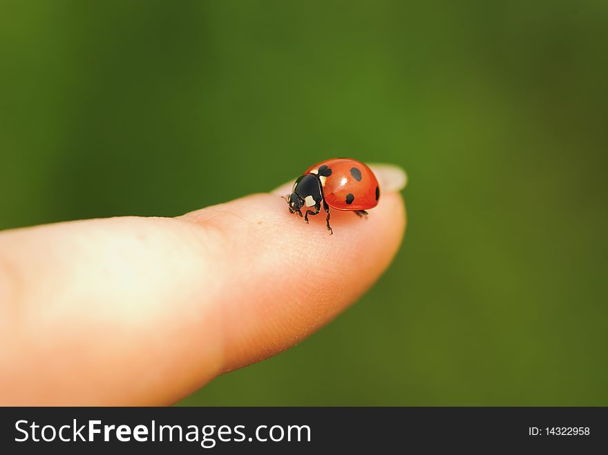 Ladybird on finger close up. Green grass background