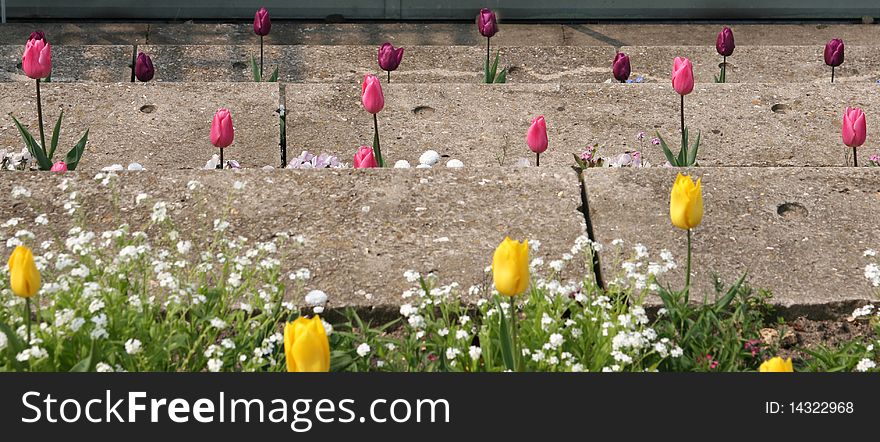 Tulips on the stone steps. flowerbed