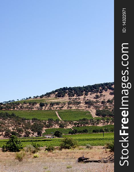 Scenic view of a Napa Valley vineyard