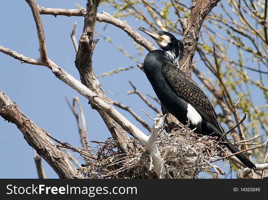 Great Cormorant on nest