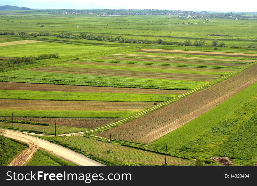 A cultivated field with cereals in a village