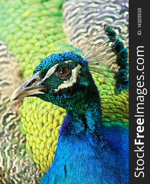 Detailed side portrait of a bright colorful peacock