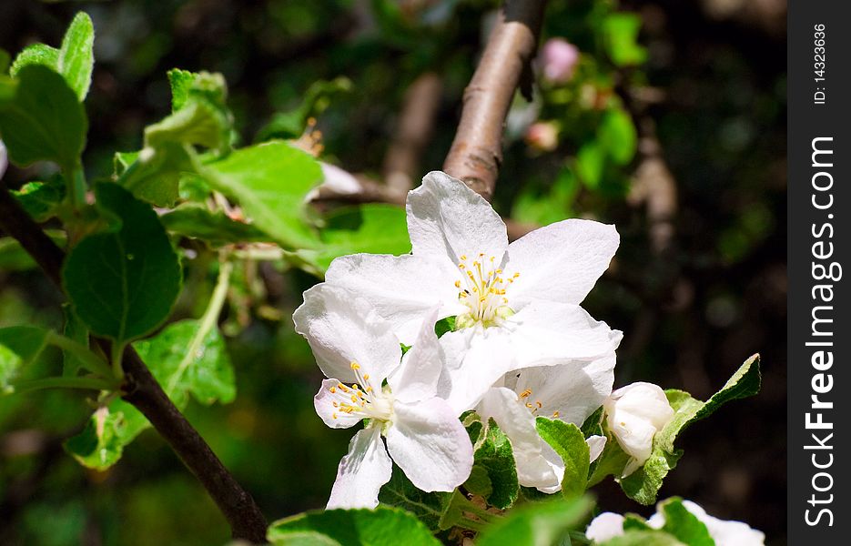 Branch of an apple-tree with a large white flower