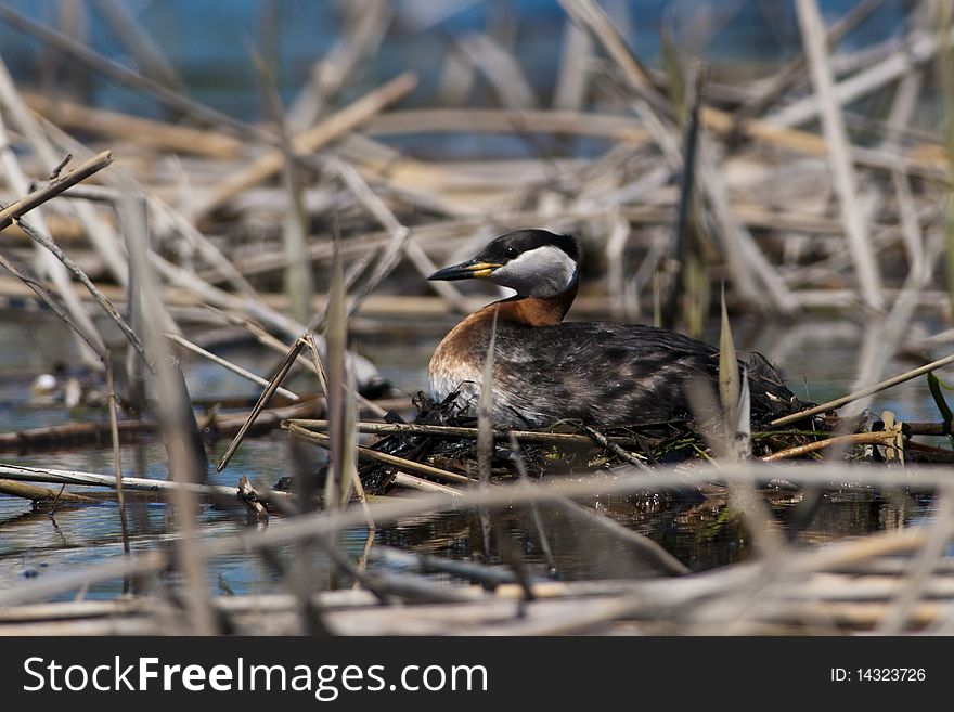 Red Necked Grebe on Nest