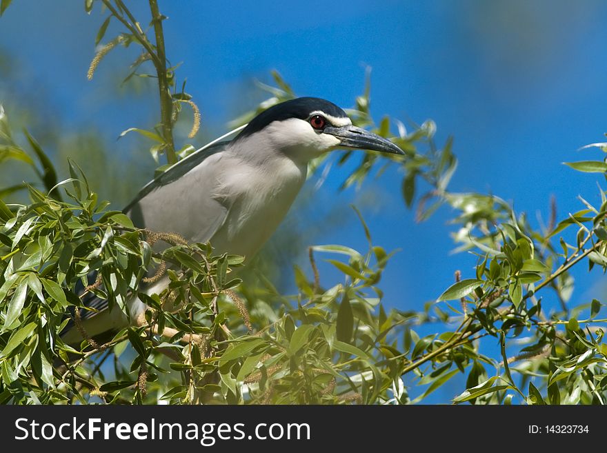 Black Crowned Night Heron on Willow