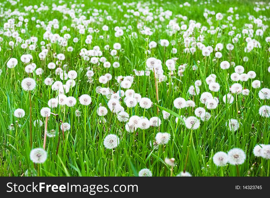Green field with white fluffy dandelions