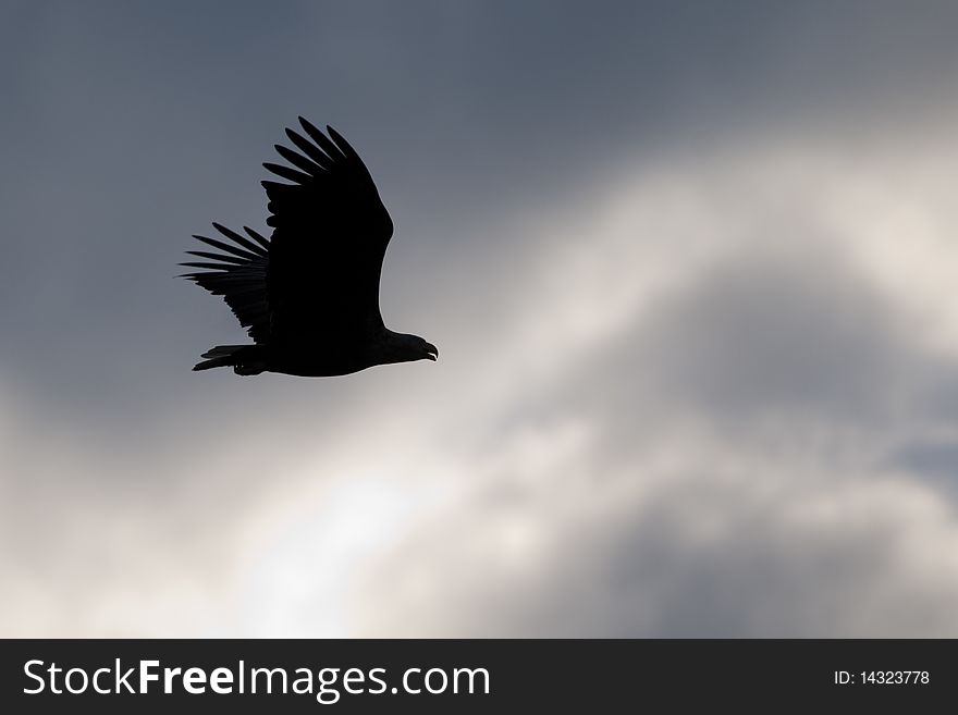 White TAiled Eagle Silhouette in Flight