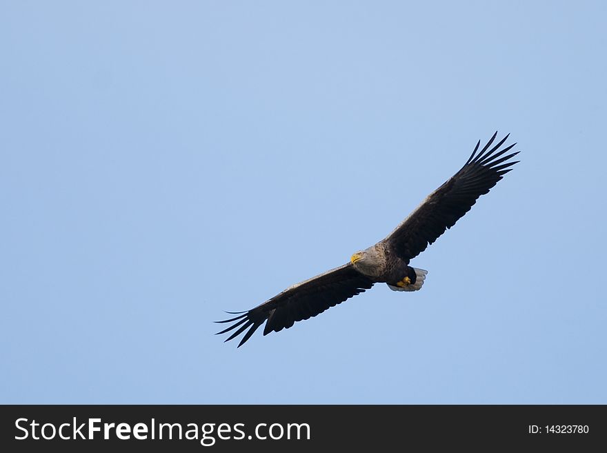 White Tailed Eagle In Flight