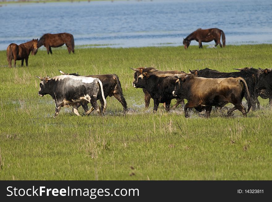 Running Bulls in water on green grass