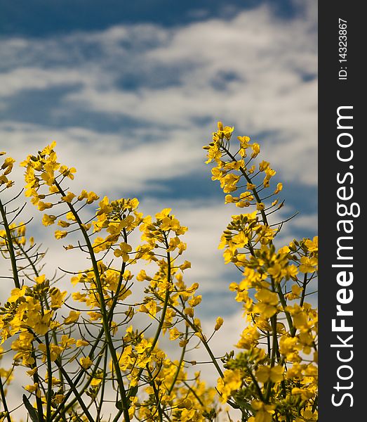 Typical Czech spring plants in a field near Prague. Typical Czech spring plants in a field near Prague