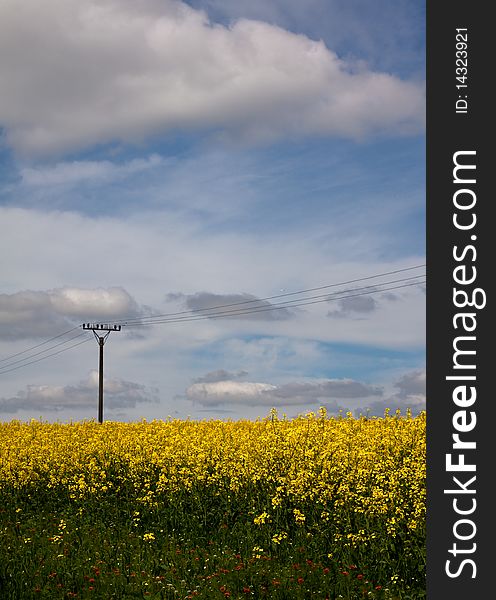 Typical Czech oilseed rape field in spring. Typical Czech oilseed rape field in spring