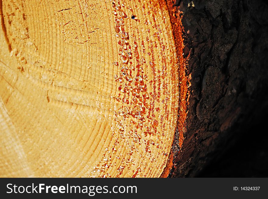 A Sawn End Of Pine Log Close-up