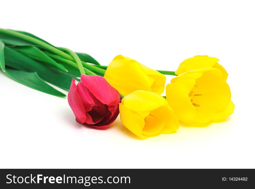 Springflowers. Tulips bouquet isolated on white.