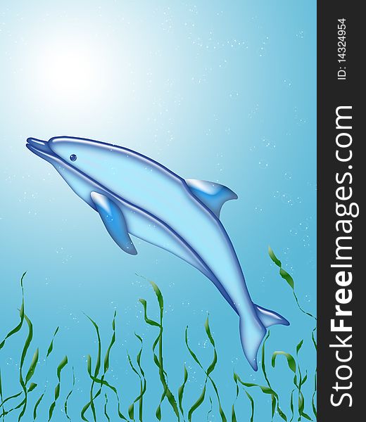 Dolphin swim under blue water with algae
