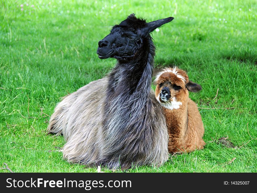 Close-up of a young domesticated alpaca (Vicugna pacos) with his mother. Close-up of a young domesticated alpaca (Vicugna pacos) with his mother.