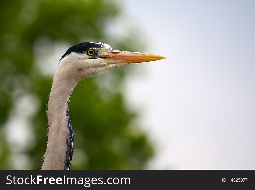 Grey heron waiting to catch a fish