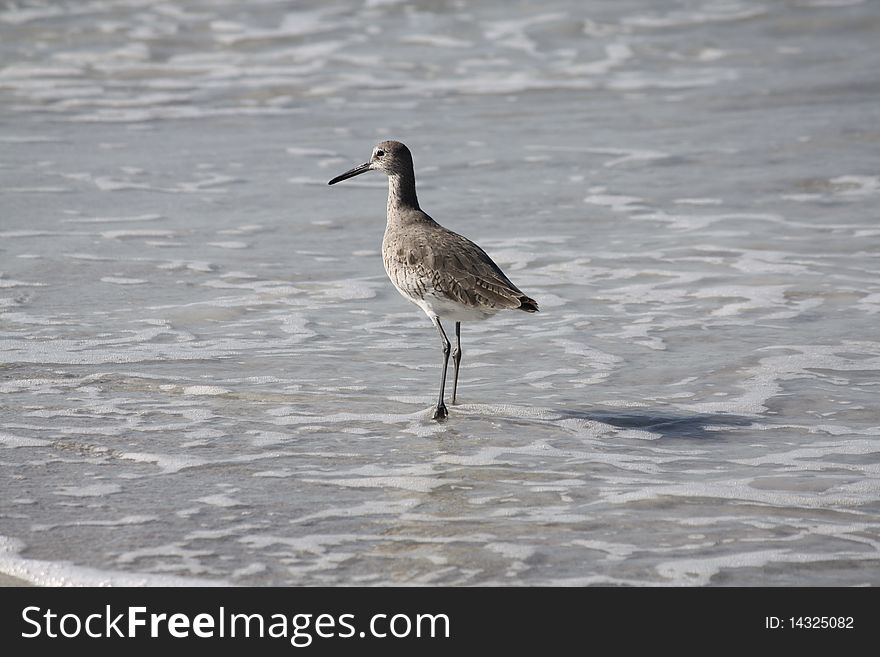 Sandpiper wading in water on a Florida beach.