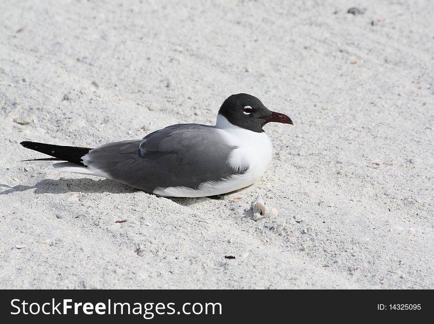 Seagull on beach