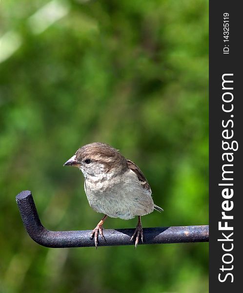 Small sparrow sits on a crossbeam on a background of foliage