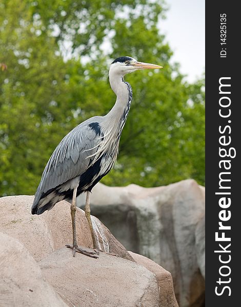 Grey heron waiting to catch a fish