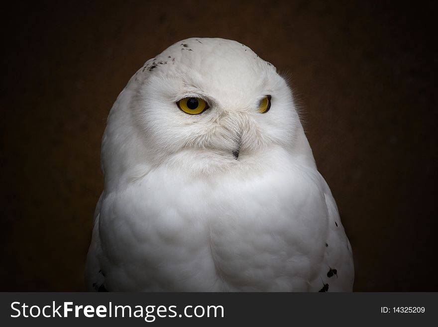 White Owl (Bubo Scandiacus)