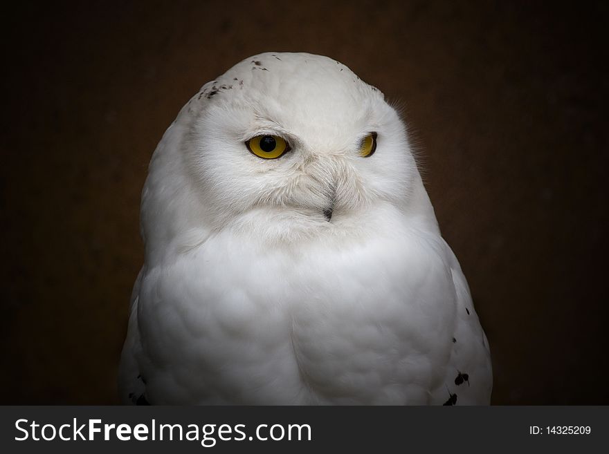 Owy Owl (Bubo scandiacus) sunlit against a dark background. Owy Owl (Bubo scandiacus) sunlit against a dark background